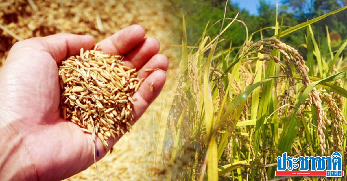 Thai rice exports in 2020 drop the target of 6 million tons