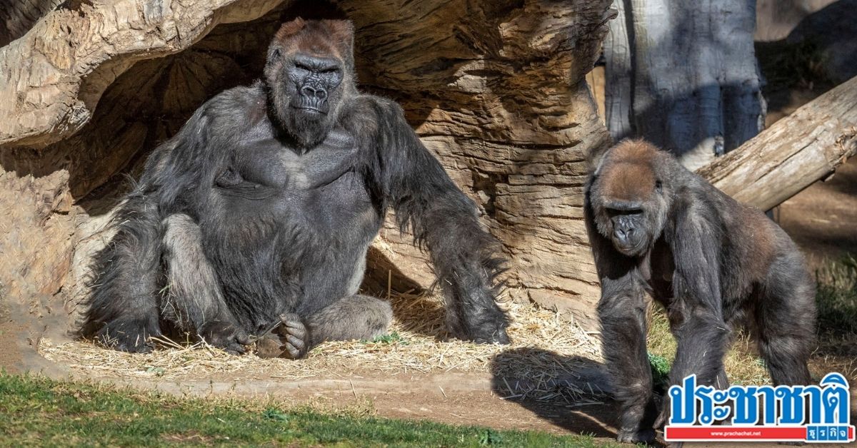 US zoo says gorilla infected with two COVIDs