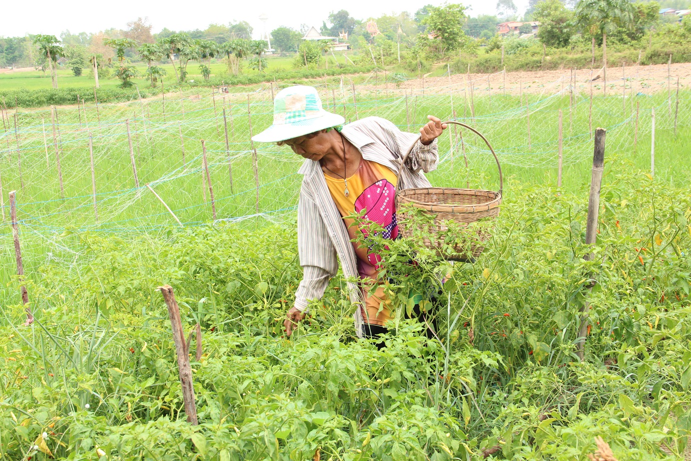 ชาวบ้านทำเกษตรทฤษฎีใหม่