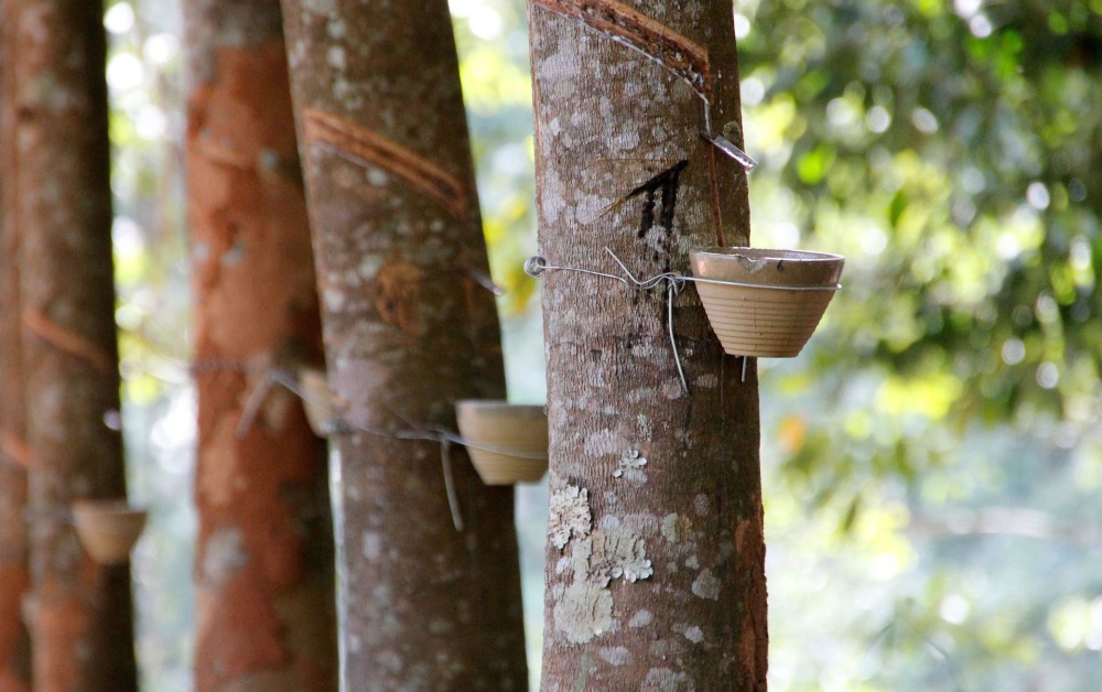 how-to-prune-a-rubber-plant-to-make-it-bushy-pruning-rubber-plant