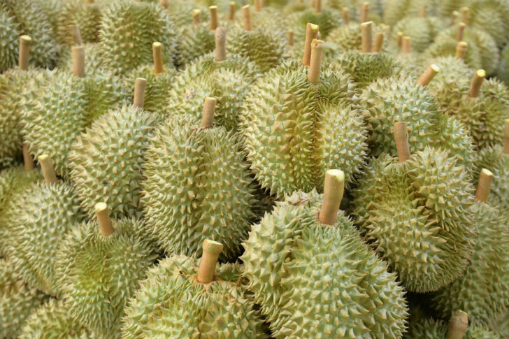 durian ทุเรียนจันท์ หนุ่มเมืองจันท์ ตุ้มสรกล