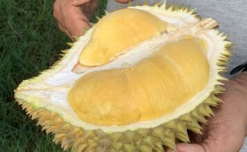 Thong Pha Phum Durian