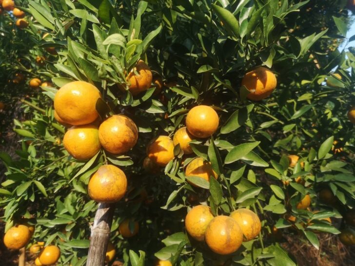 ส้มสายน้ำผึ้งฝาง